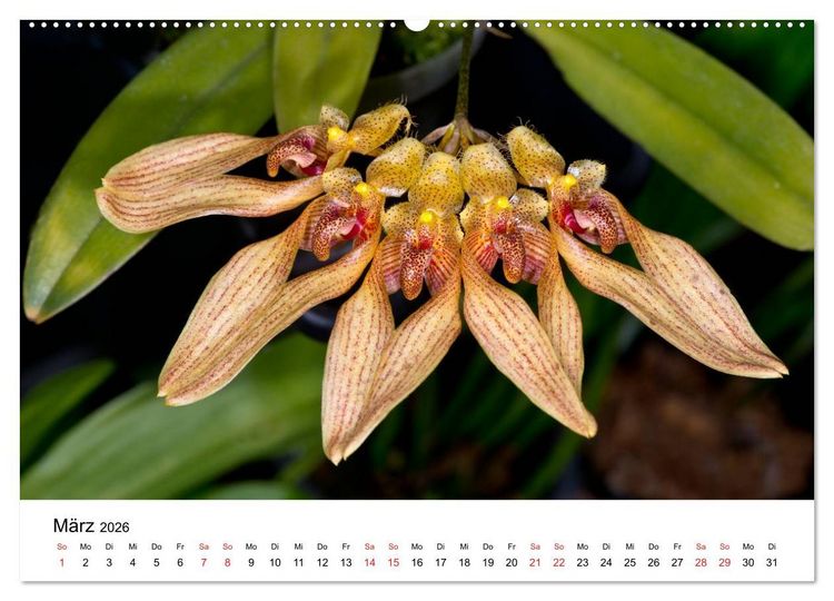 Produktbild: Vielfalt der Orchideen (Wandkalender 2026 DIN A2 quer), CALVENDO Monatskalender