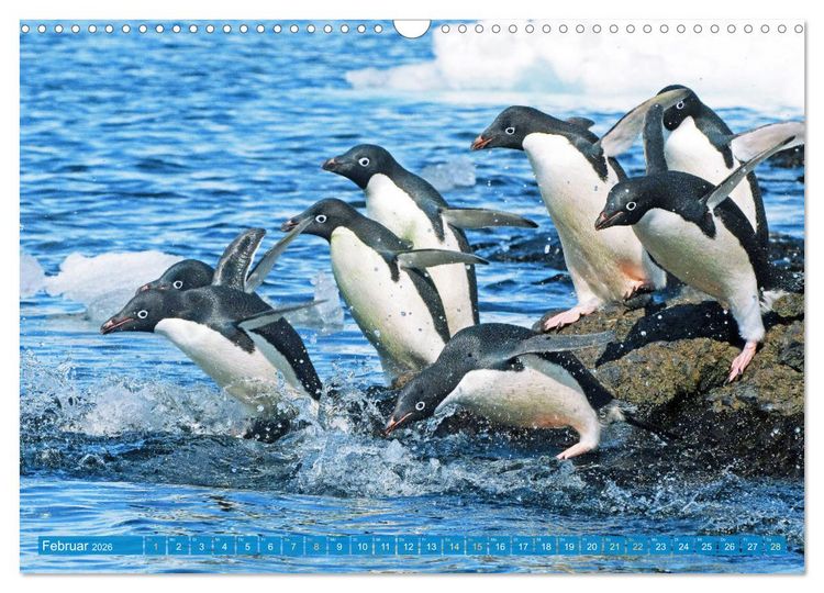 Produktbild: Pinguine: Gehupft wie gesprungen (Wandkalender 2026 DIN A3 quer), CALVENDO Monatskalender