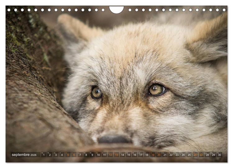 Produktbild: Les p'tits loups gris (Calendrier mural 2026 DIN A4 vertical), CALVENDO calendrier mensuel