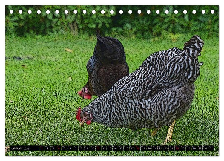 Produktbild: Die H&uuml;hner sind los! (Tischkalender 2026 DIN A5 quer), CALVENDO Monatskalender