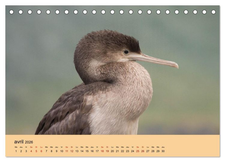 Produktbild: Oiseaux de Nouvelle-Z&eacute;lande (Calendrier de bureau 2026 DIN A5 vertical), CALVENDO calendrier mensuel