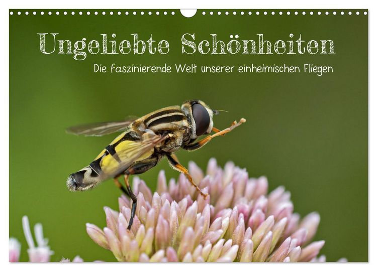 Produktbild: Ungeliebte Sch&ouml;nheiten - die faszinierende Welt unserer heimischen Fliegen (Wandkalender 2026 DIN A3 quer), CALVENDO Monatskalender