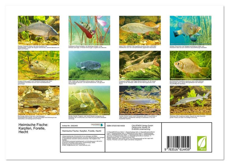Produktbild: Heimische Fische: Karpfen, Forelle, Hecht (Wandkalender 2026 DIN A4 quer), CALVENDO Monatskalender