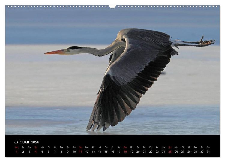 Produktbild: Aus dem Leben der Graureiher (Wandkalender 2026 DIN A2 quer), CALVENDO Monatskalender