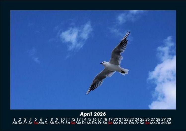 Produktbild: Welt der V&ouml;gel 2026 Fotokalender DIN A5