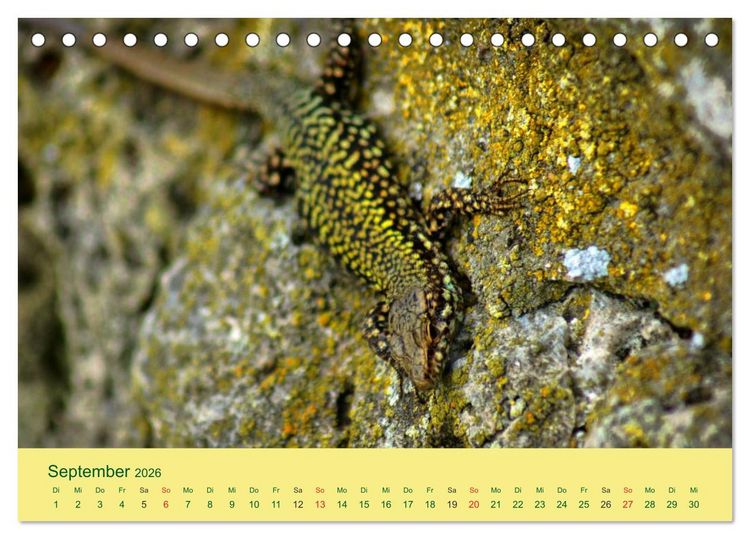Produktbild: Flinke Eidechsen (Tischkalender 2026 DIN A5 quer), CALVENDO Monatskalender