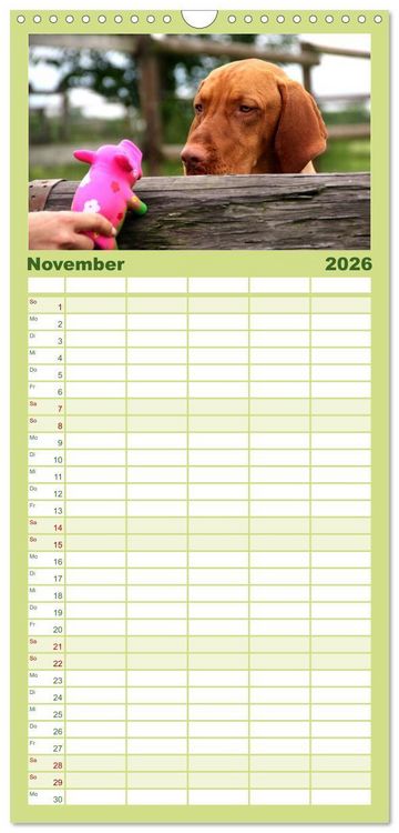 Produktbild: Familienplaner 2026 - Magyar Vizsla mit 5 Spalten (Wandkalender, 21 x 45 cm) CALVENDO