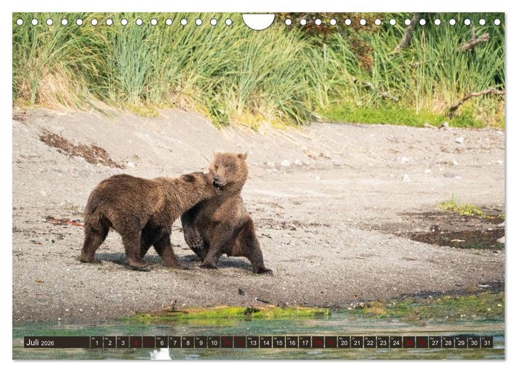 Produktbild: Grizzlyb&auml;ren im Katmai Nationalpark Alaska (Wandkalender 2026 DIN A4 quer), CALVENDO Monatskalender