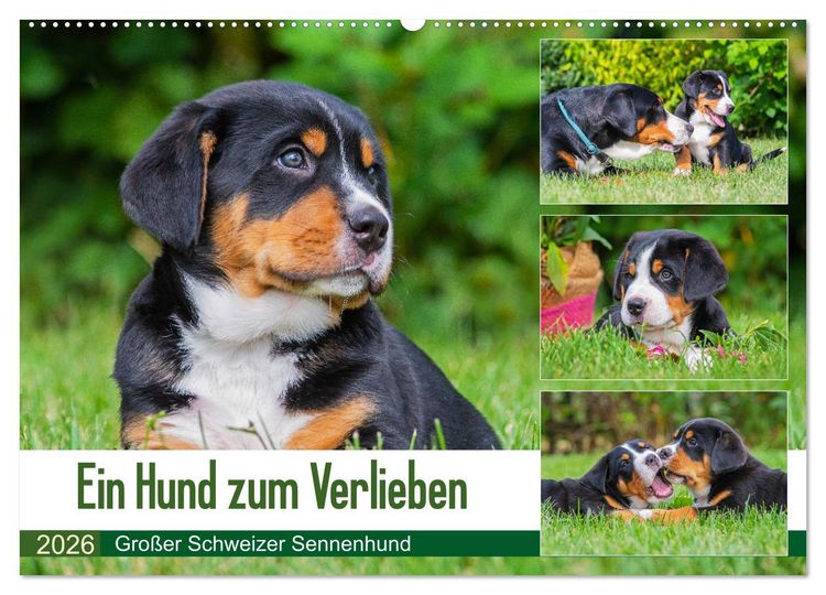 Produktbild: Ein Hund zum Verlieben - Gro&szlig;er Schweizer Sennenhund (Wandkalender 2026 DIN A2 quer), CALVENDO Monatskalender