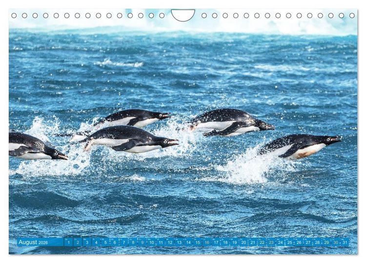 Produktbild: Pinguine: Gehupft wie gesprungen (Wandkalender 2026 DIN A4 quer), CALVENDO Monatskalender