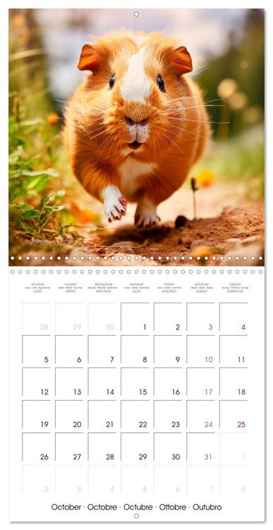 Produktbild: Sweet GUINEA PIGS (Wall Calendar 2026 12 &times; 12 Inch) CALVENDO 12 Month Wall Calendar