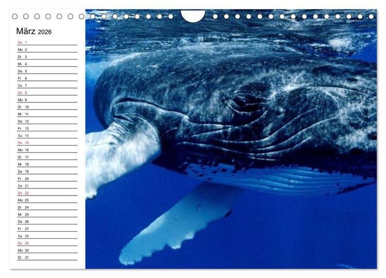 Produktbild: Wale. Kolosse der Meere (Wandkalender 2026 DIN A4 quer), CALVENDO Monatskalender