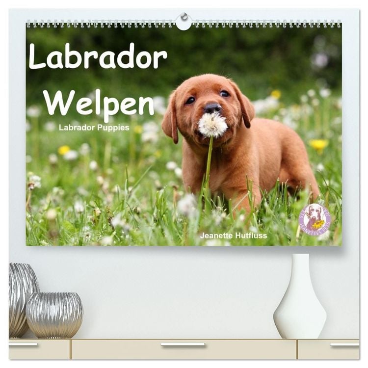 Produktbild: Labrador Welpen - Labrador Puppies (hochwertiger Premium Wandkalender 2027 DIN A2 quer), Kunstdruck in Hochglanz