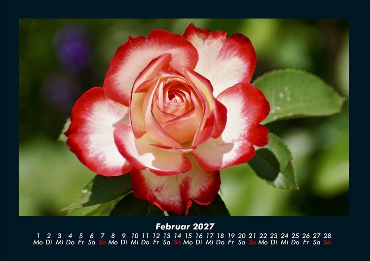 Produktbild: Blumentr&auml;ume 2027 Fotokalender DIN A4