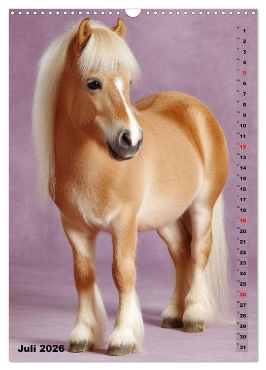 Produktbild: Das Leben ist ein Ponyhof - Zwergponys im Studiolicht (Wandkalender 2026 DIN A3 hoch), CALVENDO Monatskalender