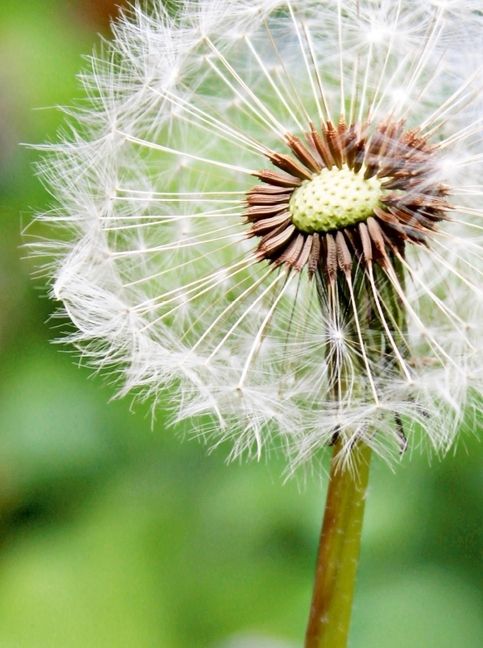 Produktbild: Pusteblume (Puzzle)