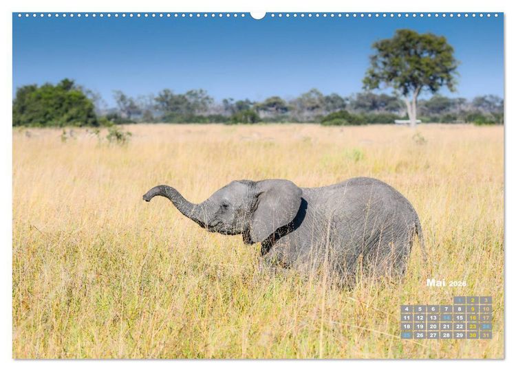 Produktbild: Babyelefanten (hochwertiger Premium Wandkalender 2026 DIN A2 quer), Kunstdruck in Hochglanz