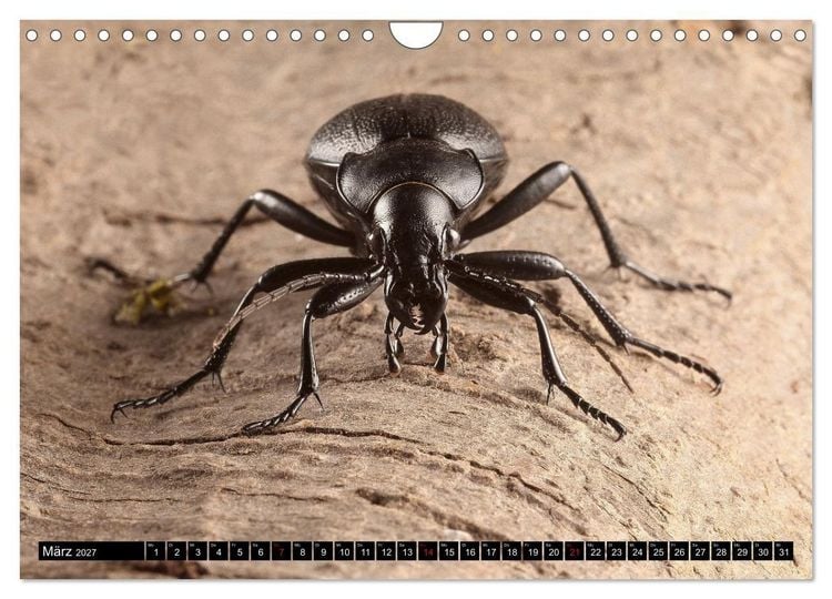 Produktbild: LAUFK&Auml;FER - CARABIDAE (Wandkalender 2027 DIN A4 quer), CALVENDO Monatskalender