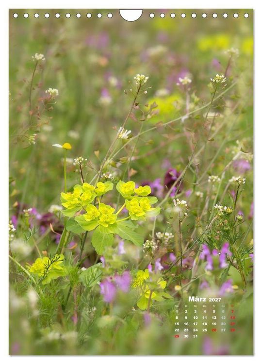 Produktbild: Ein Spaziergang &uuml;ber eine Sommerwiese (Wandkalender 2027 DIN A4 hoch), CALVENDO Monatskalender