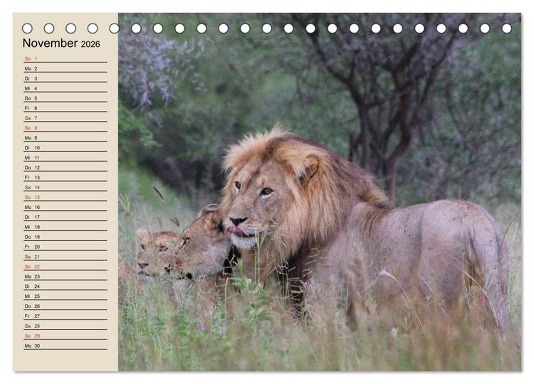 Produktbild: L&ouml;wen. Majest&auml;tische Kraft (Tischkalender 2026 DIN A5 quer), CALVENDO Monatskalender