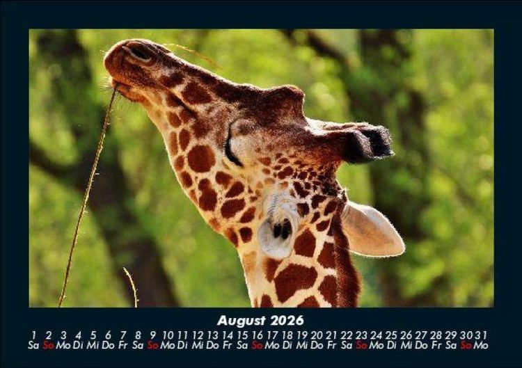 Produktbild: Giraffen 2026 Fotokalender DIN A5