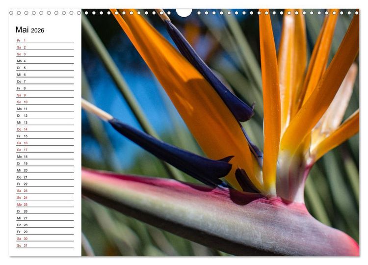 Produktbild: Strelitzien - die Paradiesv&ouml;gel unter den Blumen (Wandkalender 2026 DIN A3 quer), CALVENDO Monatskalender