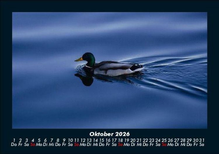 Produktbild: Enten 2026 Fotokalender DIN A5