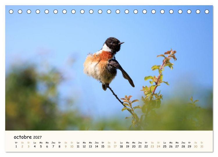 Produktbild: Chuchotements d'ailes - Une ann&eacute;e dans l'intimit&eacute; des oiseaux (Calendrier de bureau 2027 DIN A5 vertical), CALVENDO calendrier mensuel
