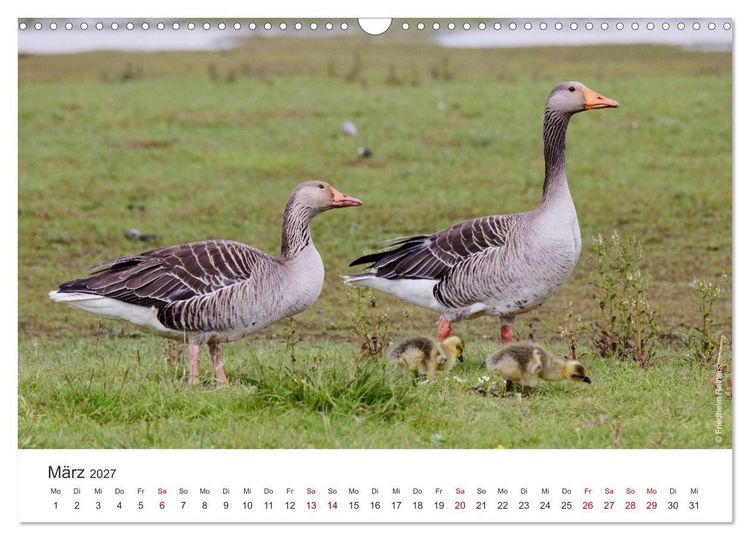 Produktbild: Halbinsel Eiderstedt - Momente der Natur (Wandkalender 2027 DIN A3 quer), CALVENDO Monatskalender