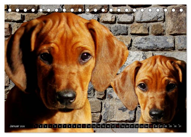 Produktbild: Rhodesian Ridgeback Augen-Blicke (Tischkalender 2026 DIN A5 quer), CALVENDO Monatskalender