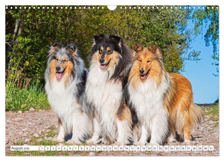 Produktbild: Collies - die sch&ouml;nsten Hunde der Welt (Wandkalender 2026 DIN A3 quer), CALVENDO Monatskalender