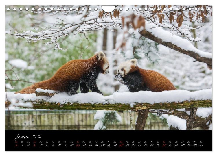 Produktbild: Tiergarten N&uuml;rnberg (Wandkalender 2026 DIN A4 quer), CALVENDO Monatskalender
