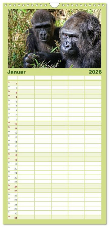 Produktbild: Familienplaner 2026 - Gorillas - Die sanften Wilden mit 5 Spalten (Wandkalender, 21 x 45 cm) CALVENDO