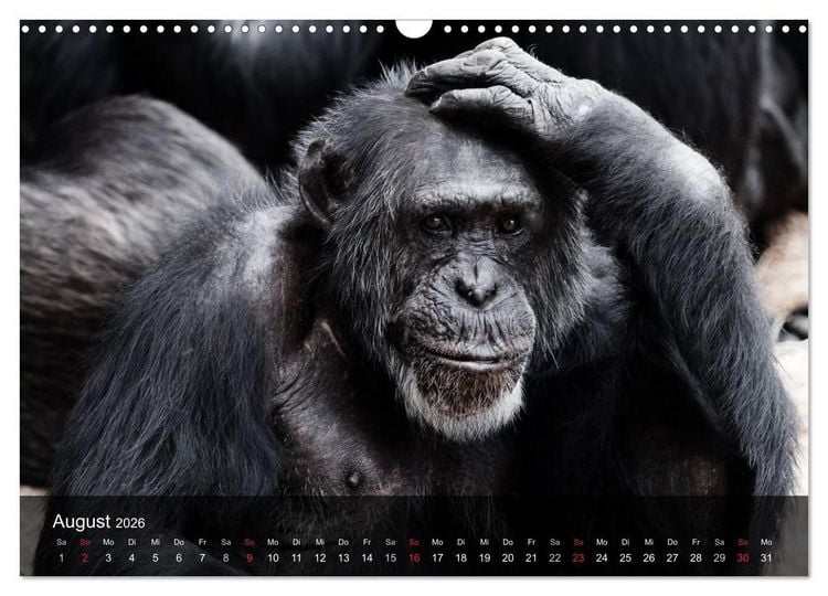 Produktbild: Menschenaffen. Gorillas, Schimpansen, Orang-Utans (Wandkalender 2026 DIN A3 quer), CALVENDO Monatskalender