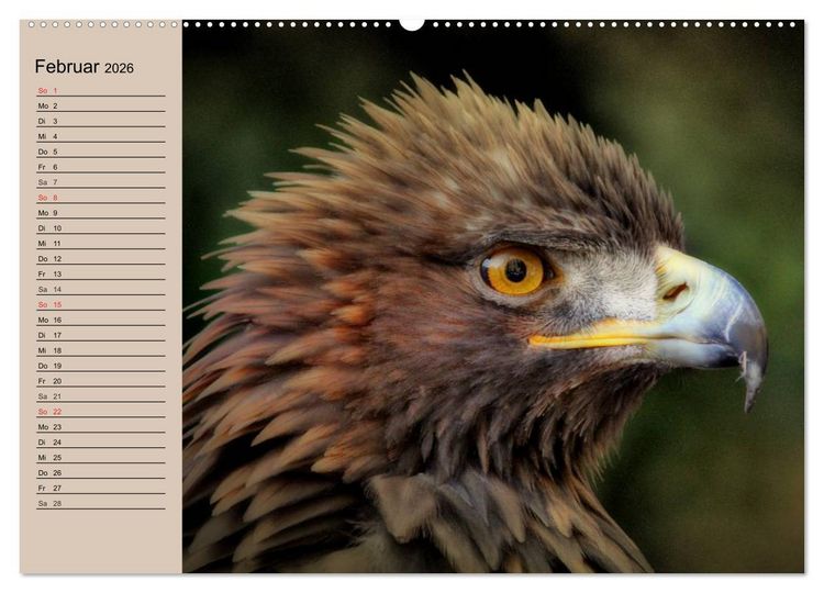 Produktbild: Der Steinadler. Majest&auml;tischer Greifvogel (Wandkalender 2026 DIN A2 quer), CALVENDO Monatskalender