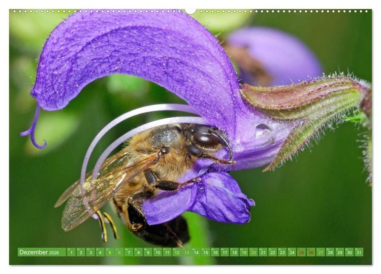 Produktbild: Der Imker: Leidenschaft f&uuml;r die Bienen (Wandkalender 2026 DIN A2 quer), CALVENDO Monatskalender