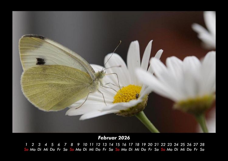 Produktbild: Bunte Pracht der Schmetterlinge 2026 Fotokalender DIN A3
