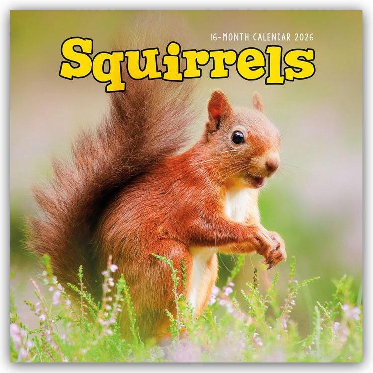 Produktbild: Squirrels – Eichhörnchen 2026 – Wand-Kalender