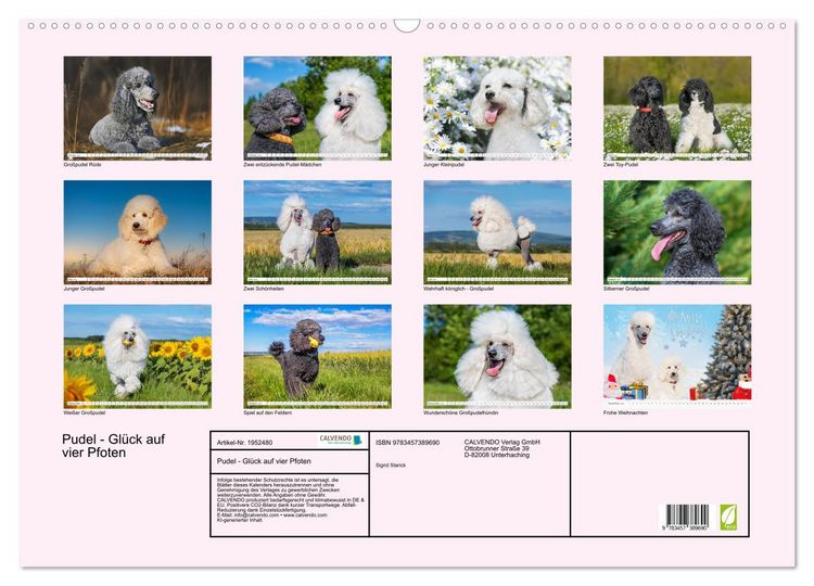 Produktbild: Pudel - Gl&uuml;ck auf vier Pfoten (Wandkalender 2026 DIN A2 quer), CALVENDO Monatskalender