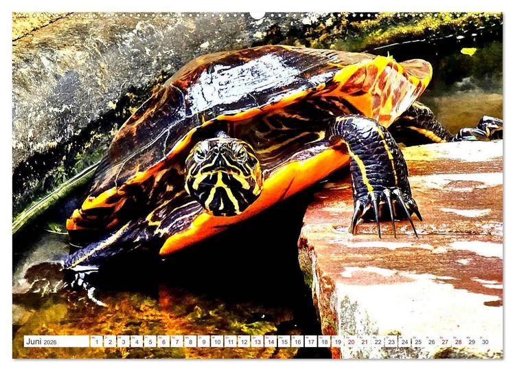 Produktbild: Schmuckschildkr&ouml;ten - Schmuckst&uuml;cke der Natur (hochwertiger Premium Wandkalender 2026 DIN A2 quer), Kunstdruck in Hochglanz