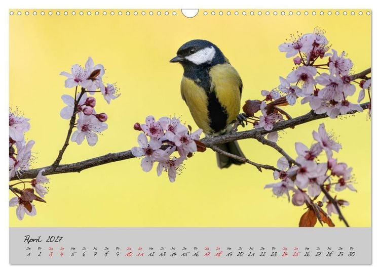 Produktbild: Bunte V&ouml;gel am Futterplatz (Wandkalender 2027 DIN A3 quer), CALVENDO Monatskalender