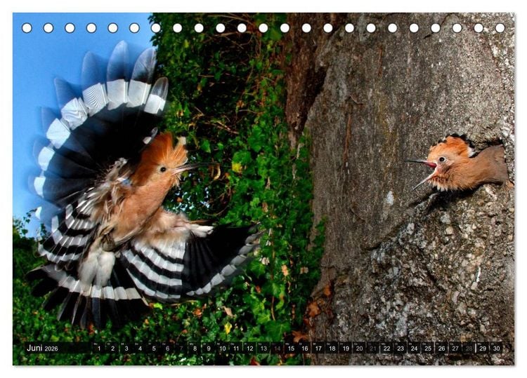 Produktbild: V&Ouml;GEL (Tischkalender 2026 DIN A5 quer), CALVENDO Monatskalender