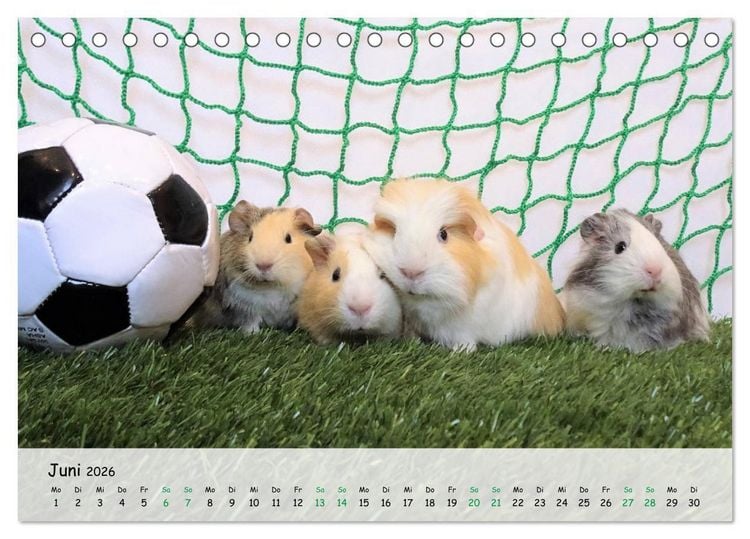 Produktbild: Meerschweinchen 2026 - bezaubernd, hinrei&szlig;end, entz&uuml;ckend (Tischkalender 2026 DIN A5 quer), CALVENDO Monatskalender