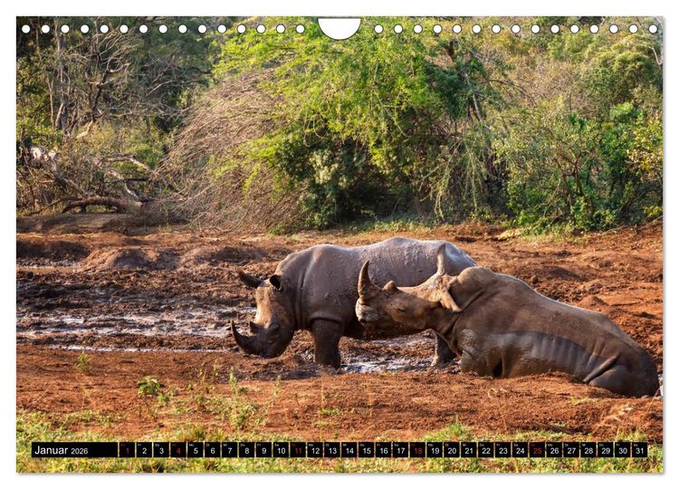 Produktbild: Afrikas Tierwelt: Nash&ouml;rner (Wandkalender 2026 DIN A4 quer), CALVENDO Monatskalender