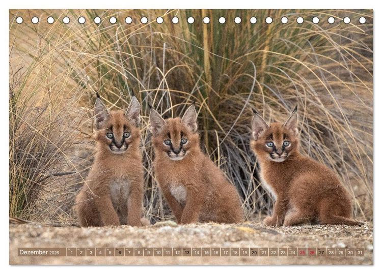 Produktbild: Raubkatzenkinder (Tischkalender 2026 DIN A5 quer), CALVENDO Monatskalender