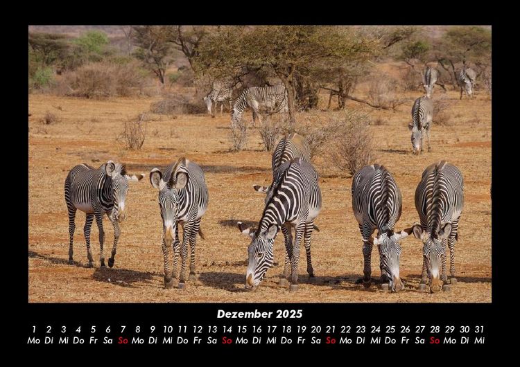 Produktbild: Zebrazauber 2025 Fotokalender DIN A3
