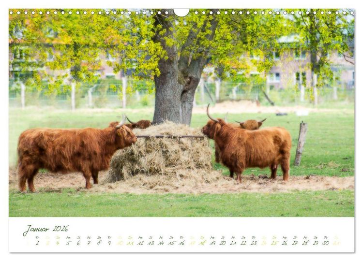 Produktbild: Das Hochlandrind (Wandkalender 2026 DIN A3 quer), CALVENDO Monatskalender