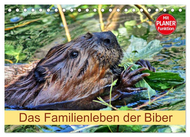 Produktbild: Das Familienleben der Biber (Tischkalender 2026 DIN A5 quer), CALVENDO Monatskalender