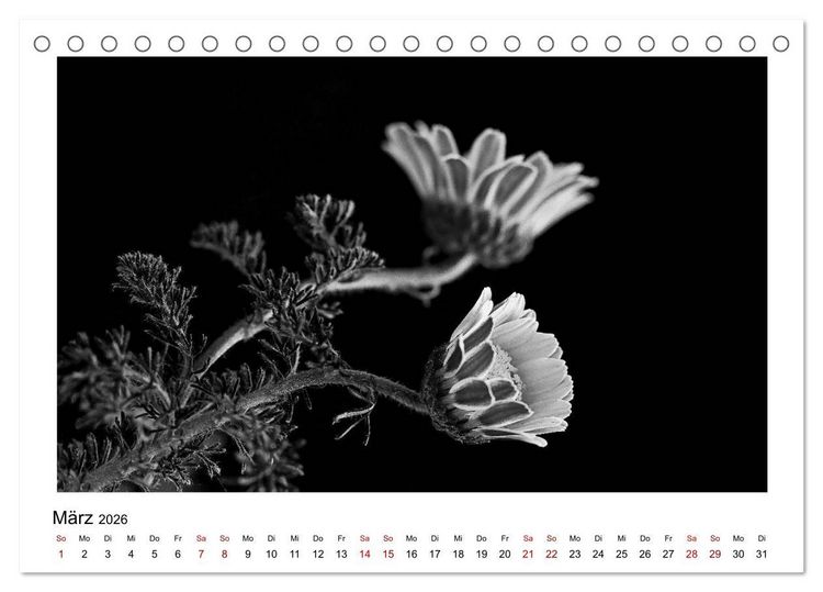 Produktbild: Die grafische Sch&ouml;nheit der Pflanzen &ndash; Schwarz-Wei&szlig; (Tischkalender 2026 DIN A5 quer), CALVENDO Monatskalender
