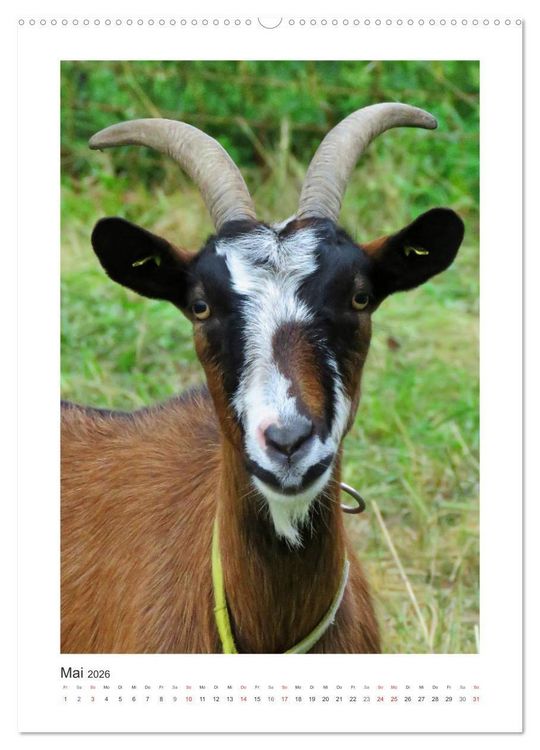 Produktbild: Ziegenportraits (hochwertiger Premium Wandkalender 2026 DIN A2 hoch), Kunstdruck in Hochglanz